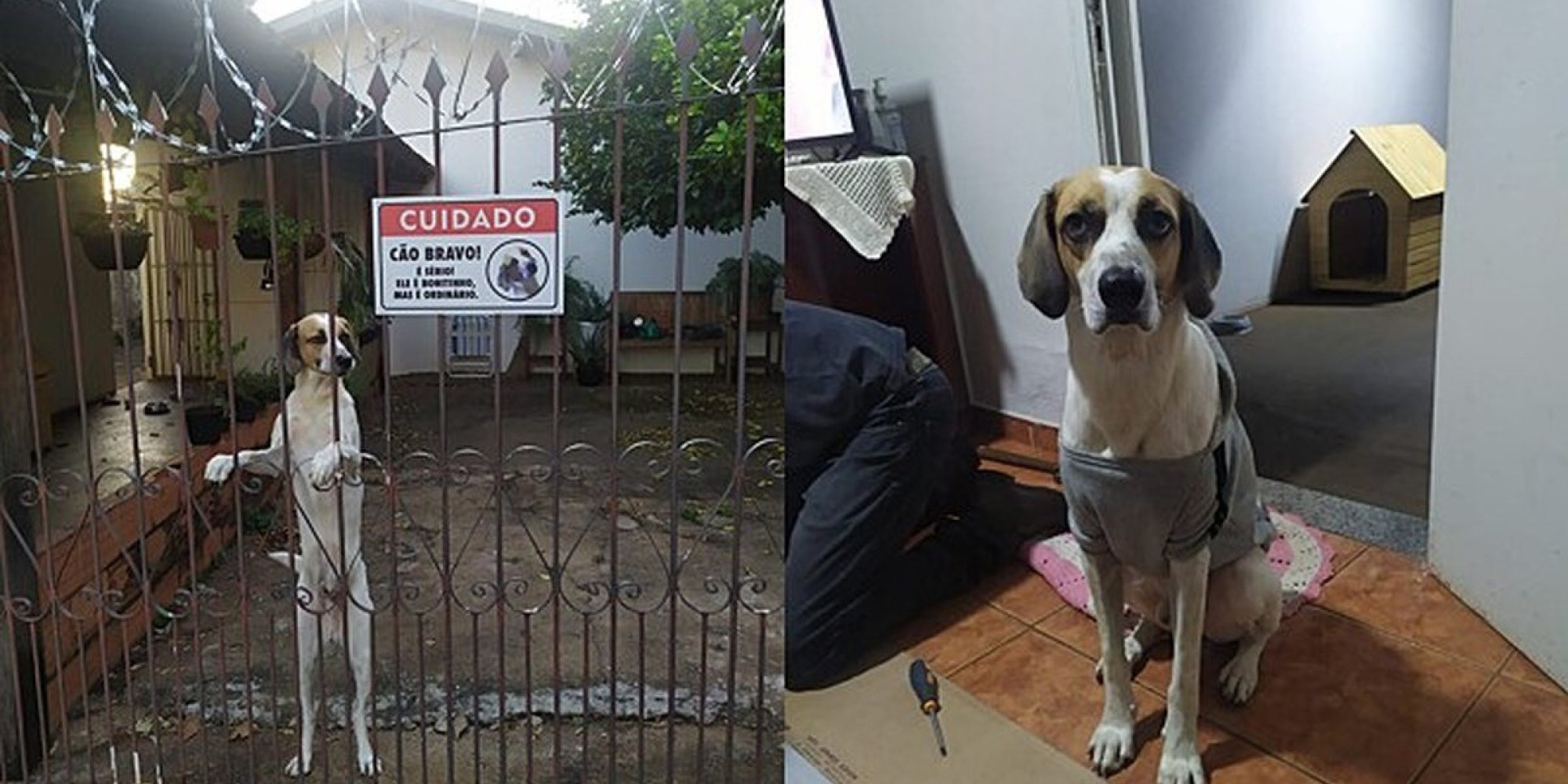 Bonitinho, mas ordinário: cachorro viraliza com placa divertida
