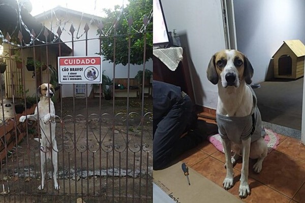 Bonitinho, mas ordinário: cachorro viraliza com placa divertida