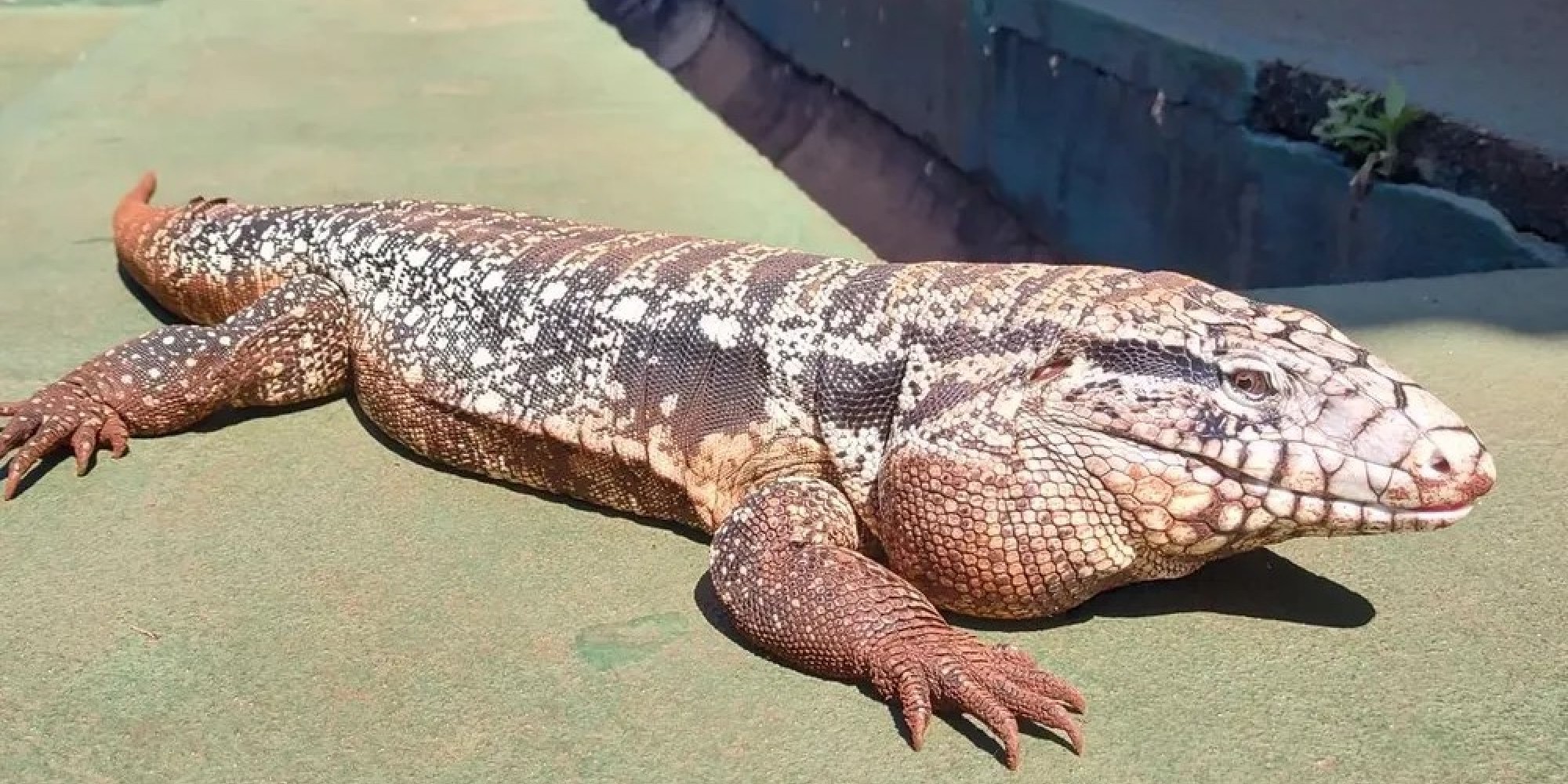 Lagarto vira mascote em escola do Paraná: “É uma estrela com direito a água e carinho”