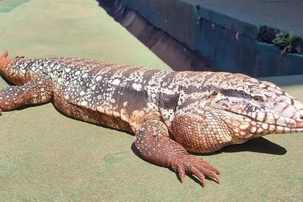 Lagarto vira mascote em escola do Paraná: “É uma estrela com direito a água e carinho”