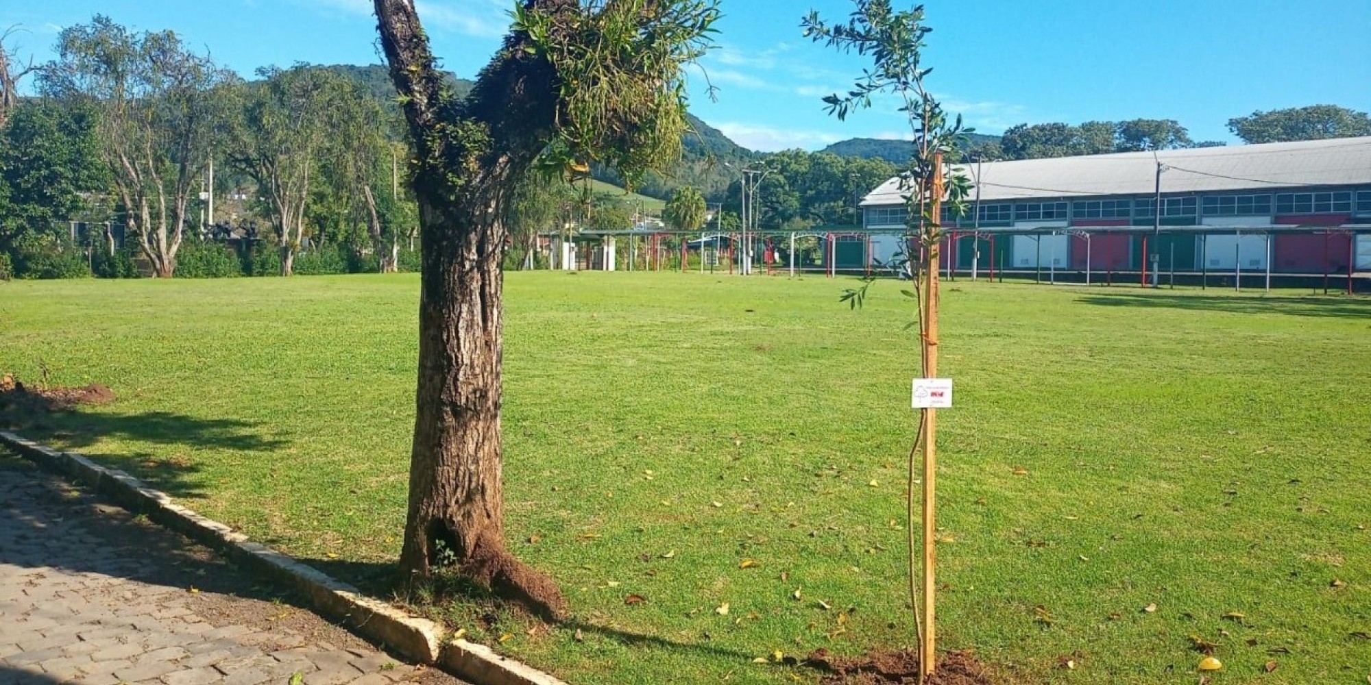 Encantado realiza terceira etapa do programa Arborização Mais Segura