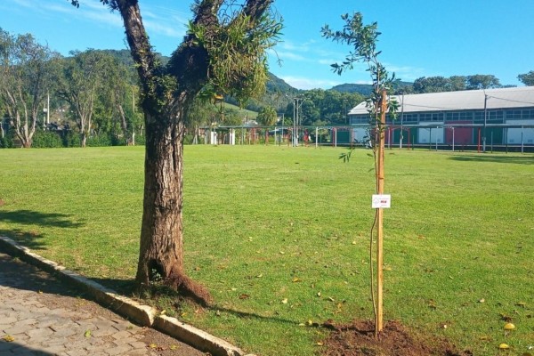 Encantado realiza terceira etapa do programa Arborização Mais Segura