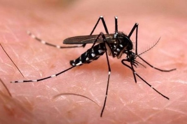 Em seis meses, Brasil já registra 130% mais mortes por dengue