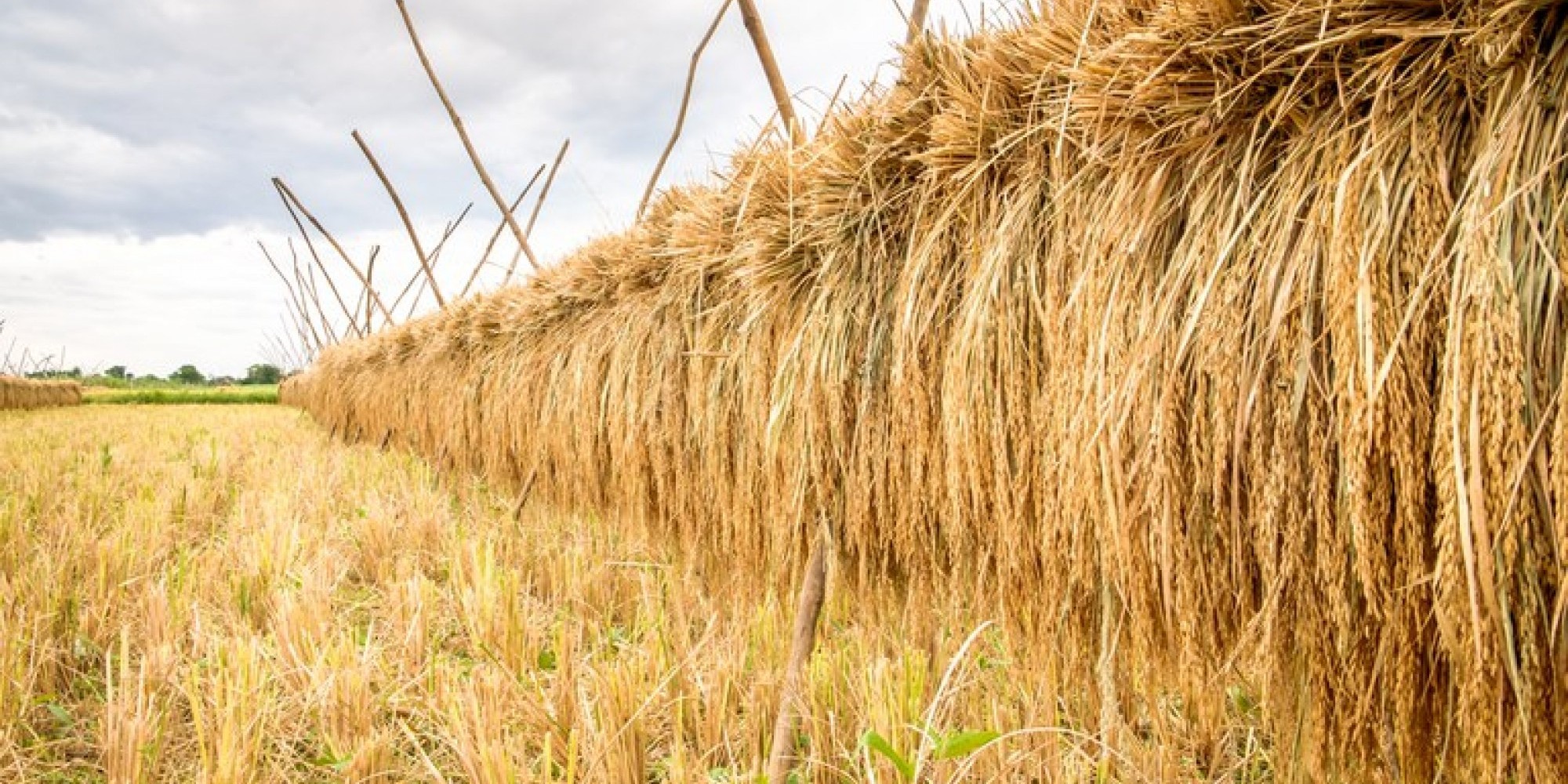 As condições climáticas favoráveis na maior parte das áreas foi um dos fatores decisivos As condições climáticas favoráveis na maior parte das áreas foi um dos fatores decisivos