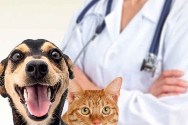Inicialmente um animal por família poderá ser cadastrado 