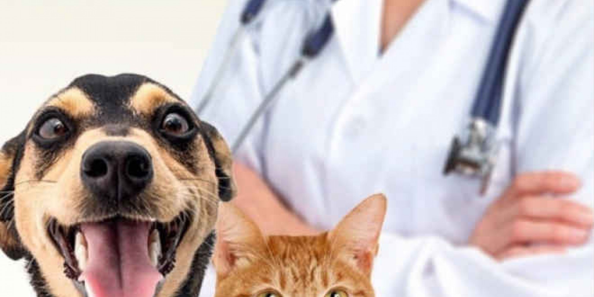 Inicialmente um animal por família poderá ser cadastrado Inicialmente um animal por família poderá ser cadastrado