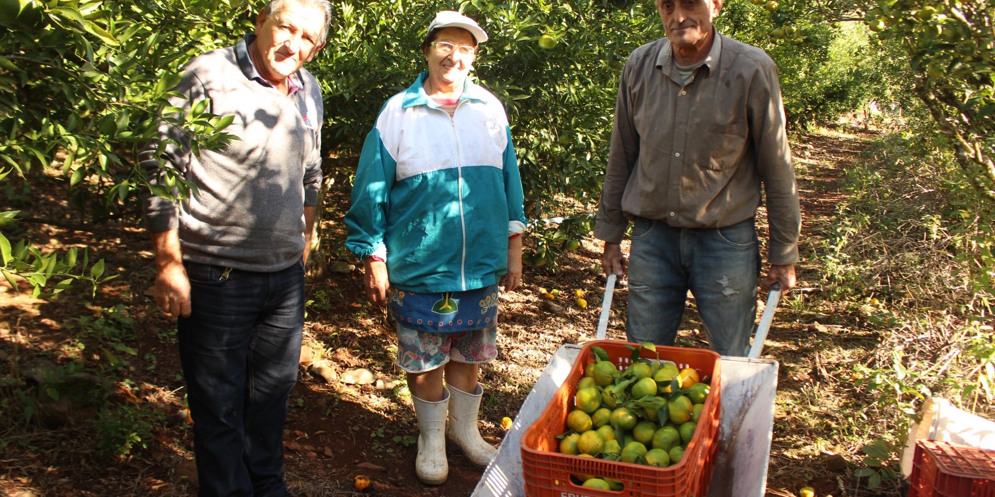 Família Grassi produz o fruto a mais de 40 anos Família Grassi produz o fruto a mais de 40 anos