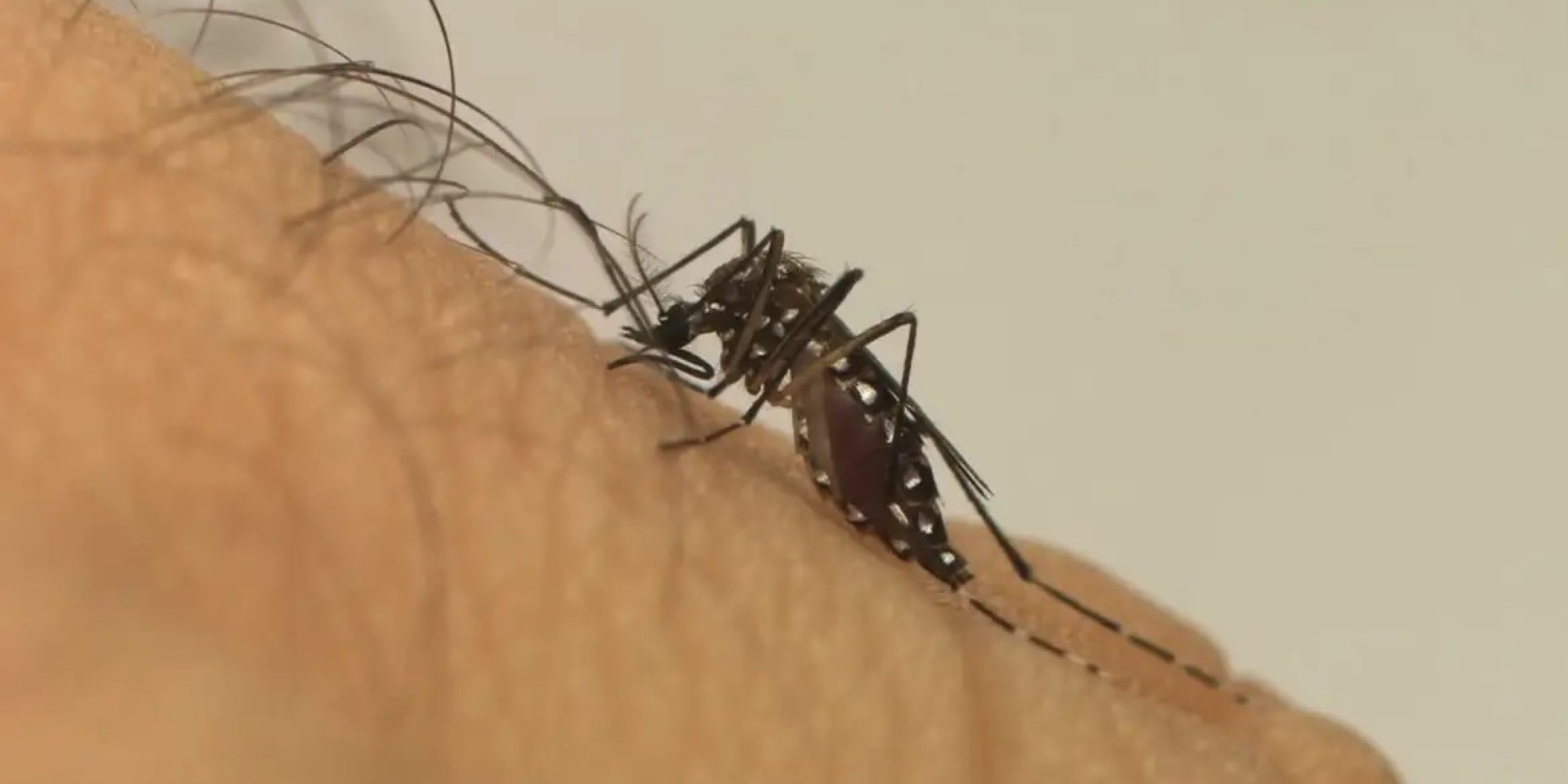 Dengue em queda e alerta sobre o sorotipo 3