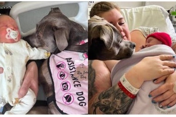 Cachorra fica ao lado de tutora autista durante o parto