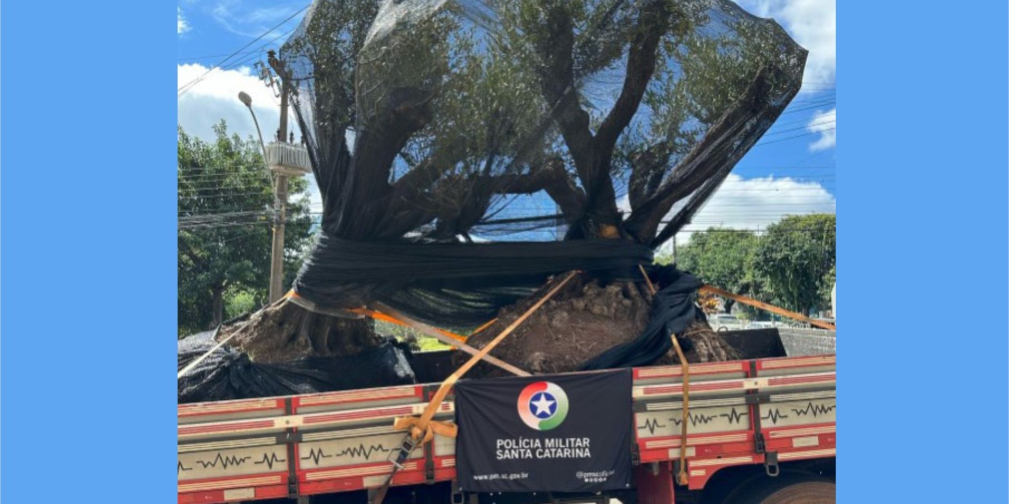Polícia Militar apreende oliveiras transportada sem NF em Santa Catarina
