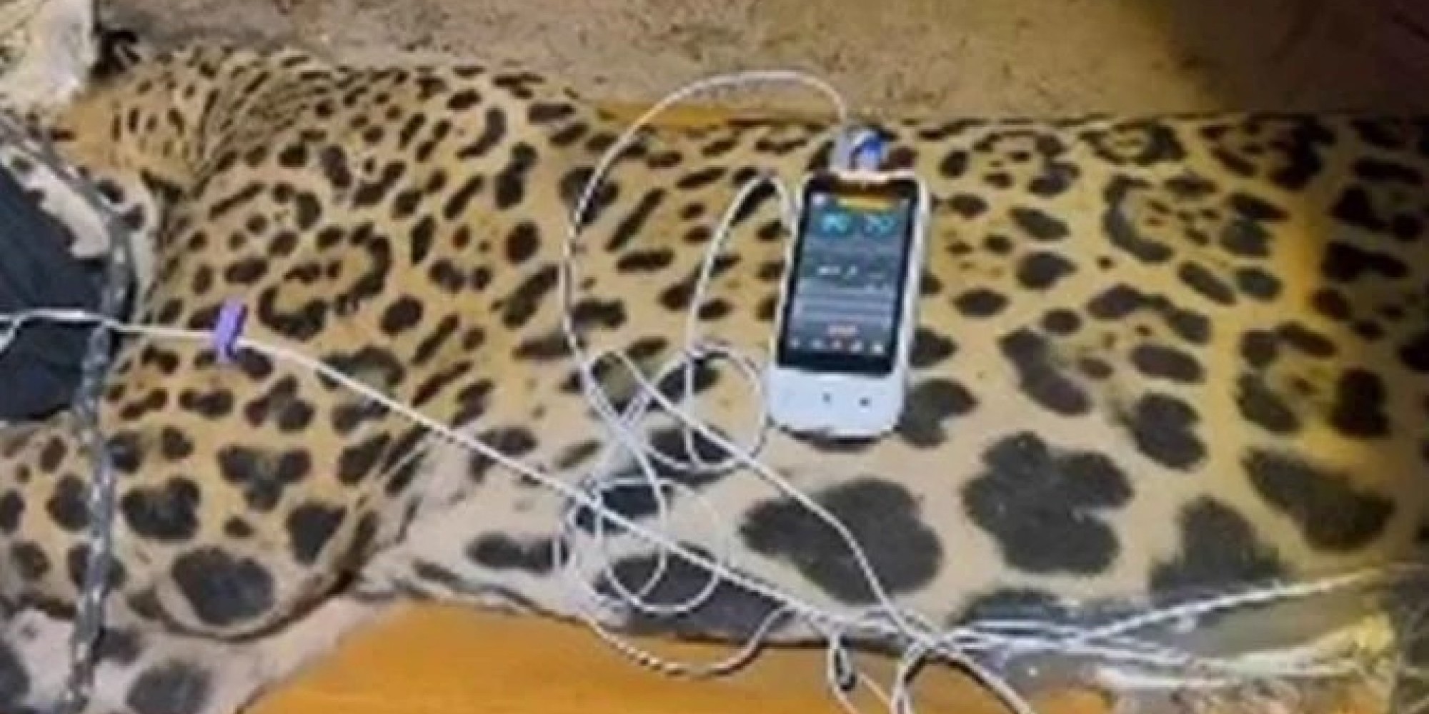 Onça-pintada que matou caseiro é capturada e levada para reabilitação