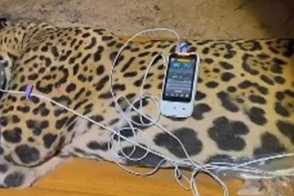 Onça-pintada que matou caseiro é capturada e levada para reabilitação