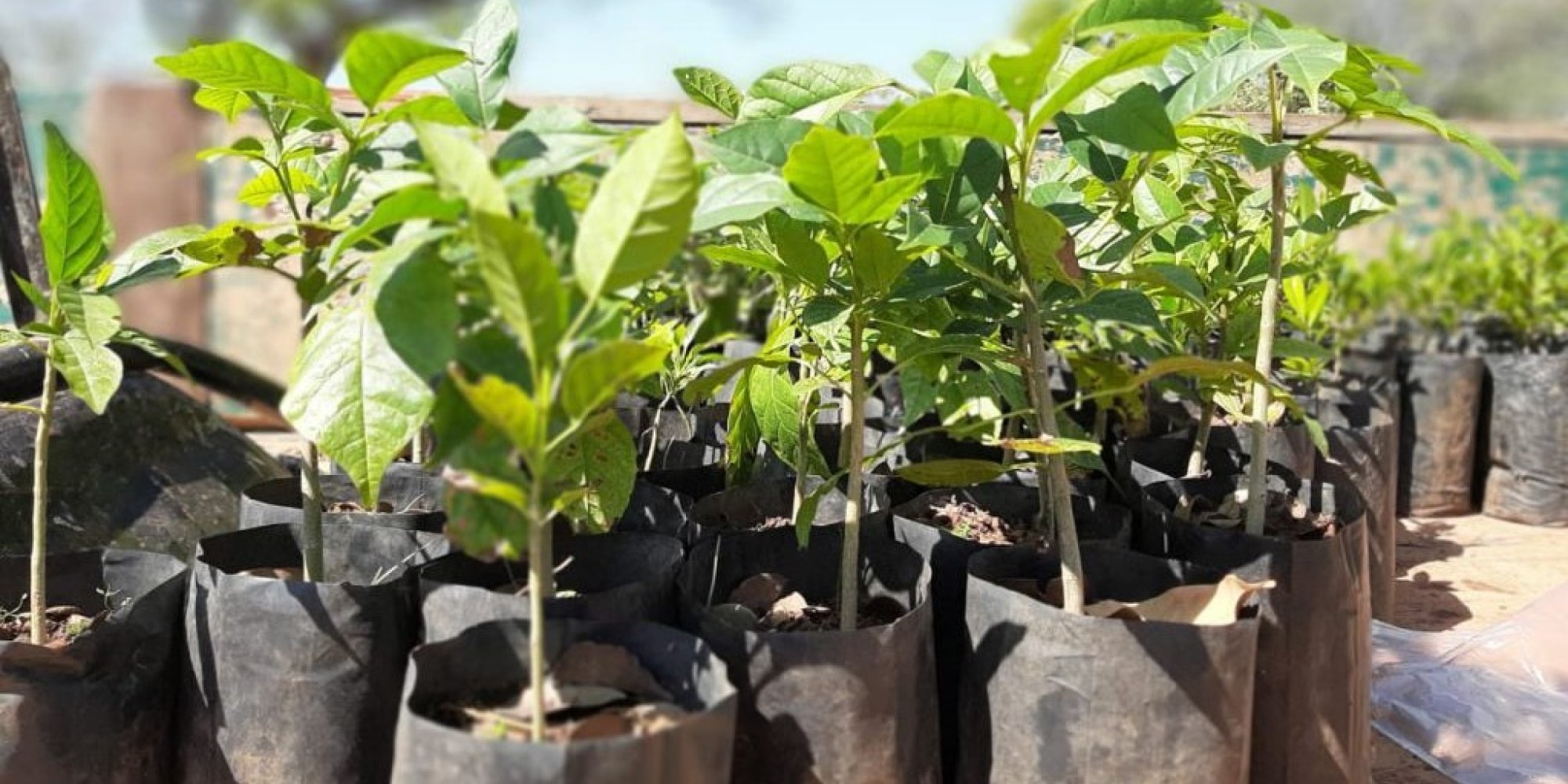Encantado promove ações na Semana do Meio Ambiente