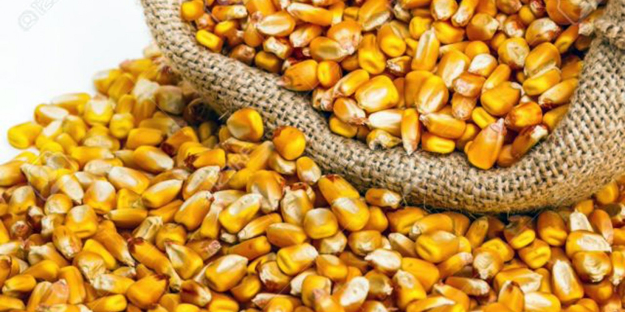A modalidade de aquisição é pelo Programa de Aquisição de Alimentos (PAA Sementes 2020) A modalidade de aquisição é pelo Programa de Aquisição de Alimentos (PAA Sementes 2020)