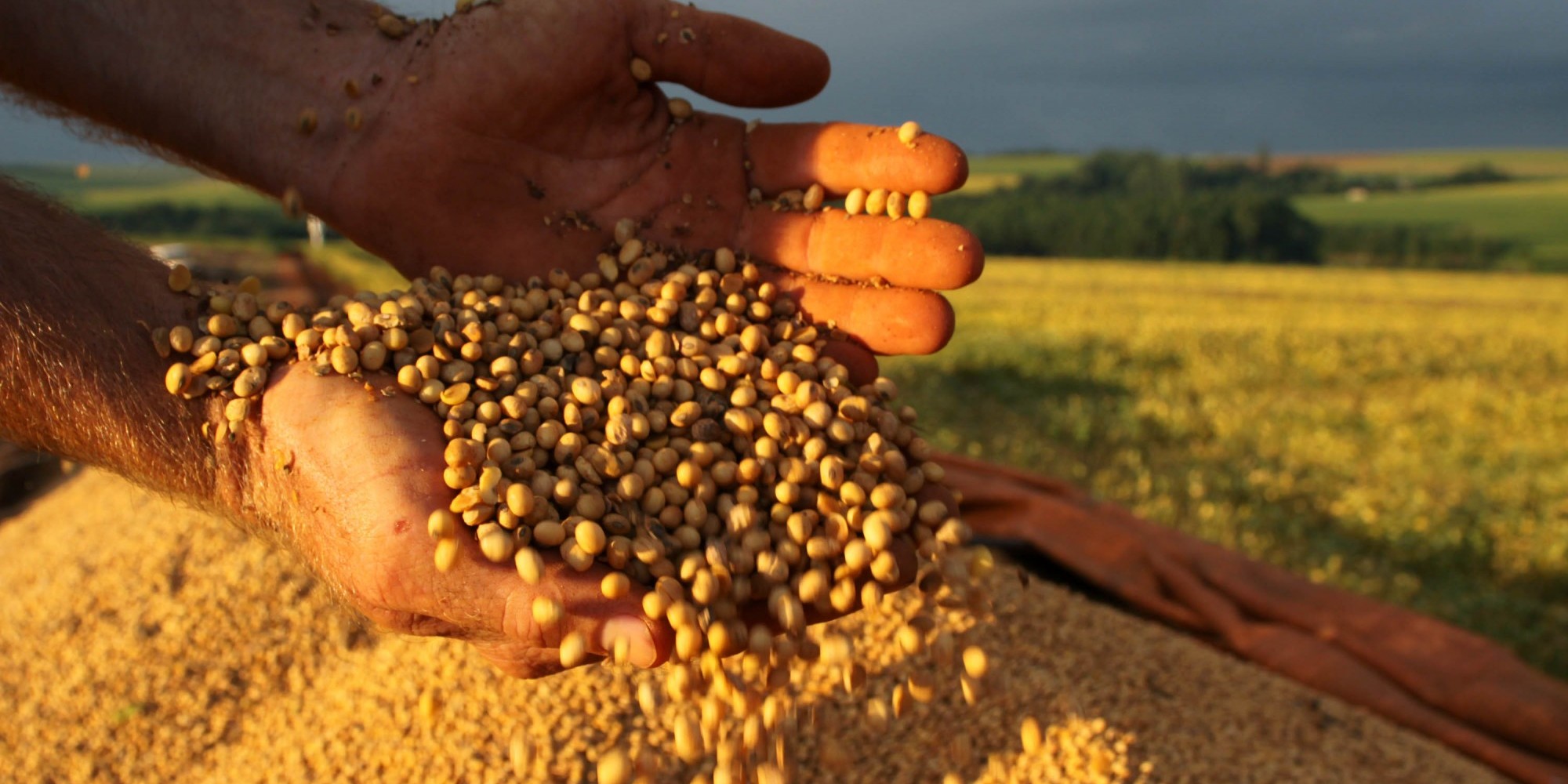 O ano de 2020 terminou com saldo positivo no número de empregos com carteira assinada no agronegócio gaúcho O ano de 2020 terminou com saldo positivo no número de empregos com carteira assinada no agronegócio gaúcho
