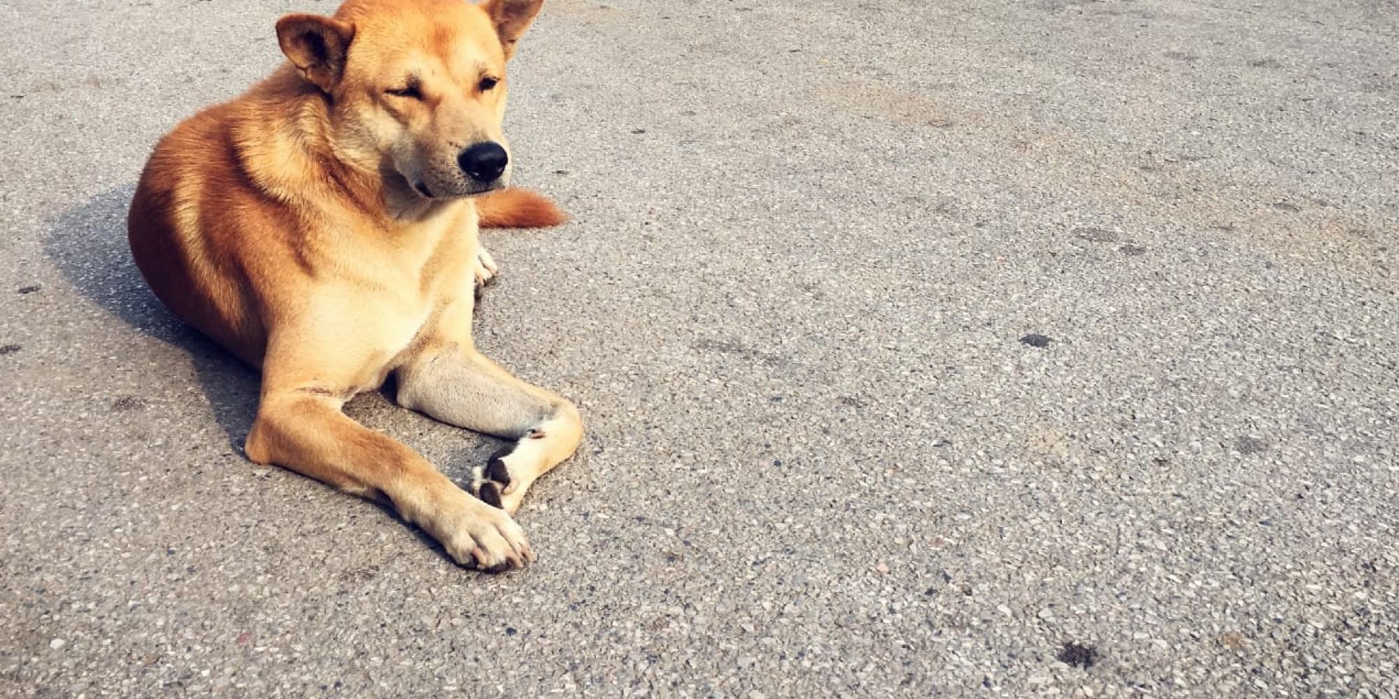 Holanda zera número de cães em situação de rua