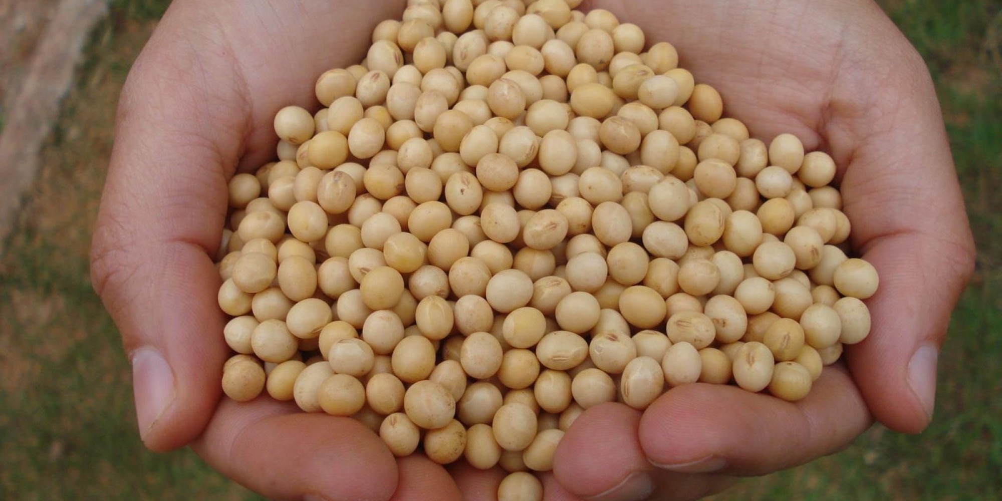 Estimativa aponta queda de 8,9% na produção gaúcha, puxada pela soja Estimativa aponta queda de 8,9% na produção gaúcha, puxada pela soja