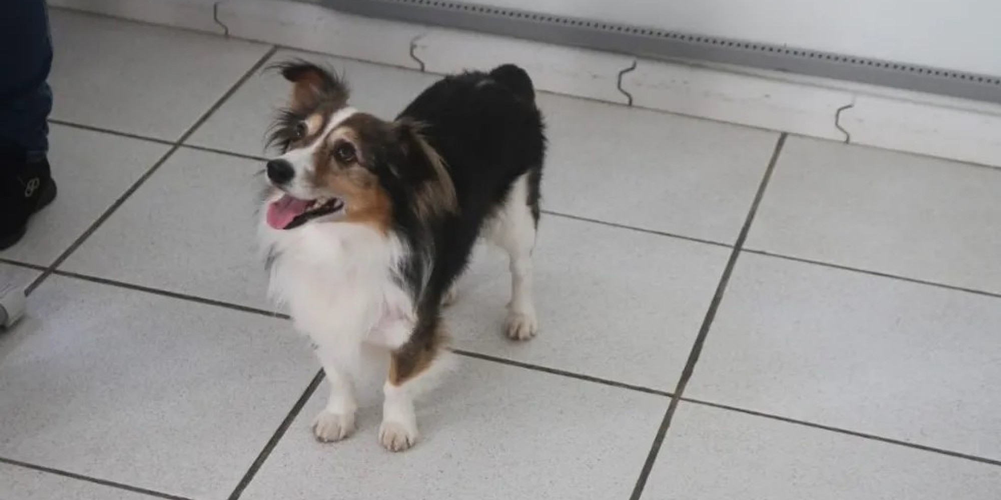 Tratamento de pele para cães com derivado da maconha tem bons resultados