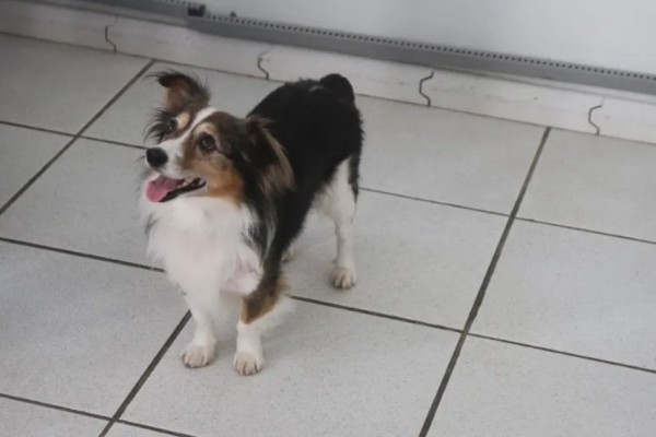 Tratamento de pele para cães com derivado da maconha tem bons resultados
