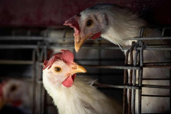 Brasil decreta emergência zoossanitária após casos de gripe aviária 