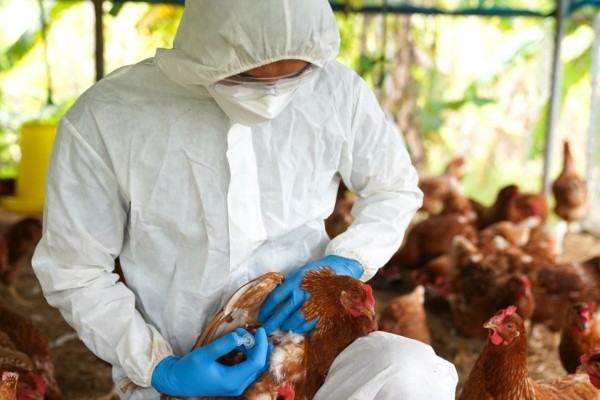 Caso suspeito de gripe aviária é investigada em humano no Espírito Santo