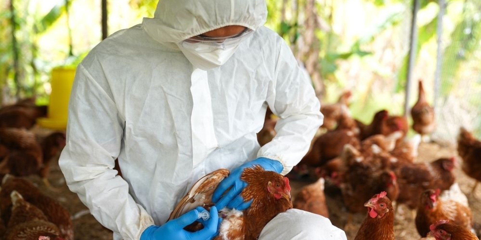 Caso suspeito de gripe aviária é investigada em humano no Espírito Santo