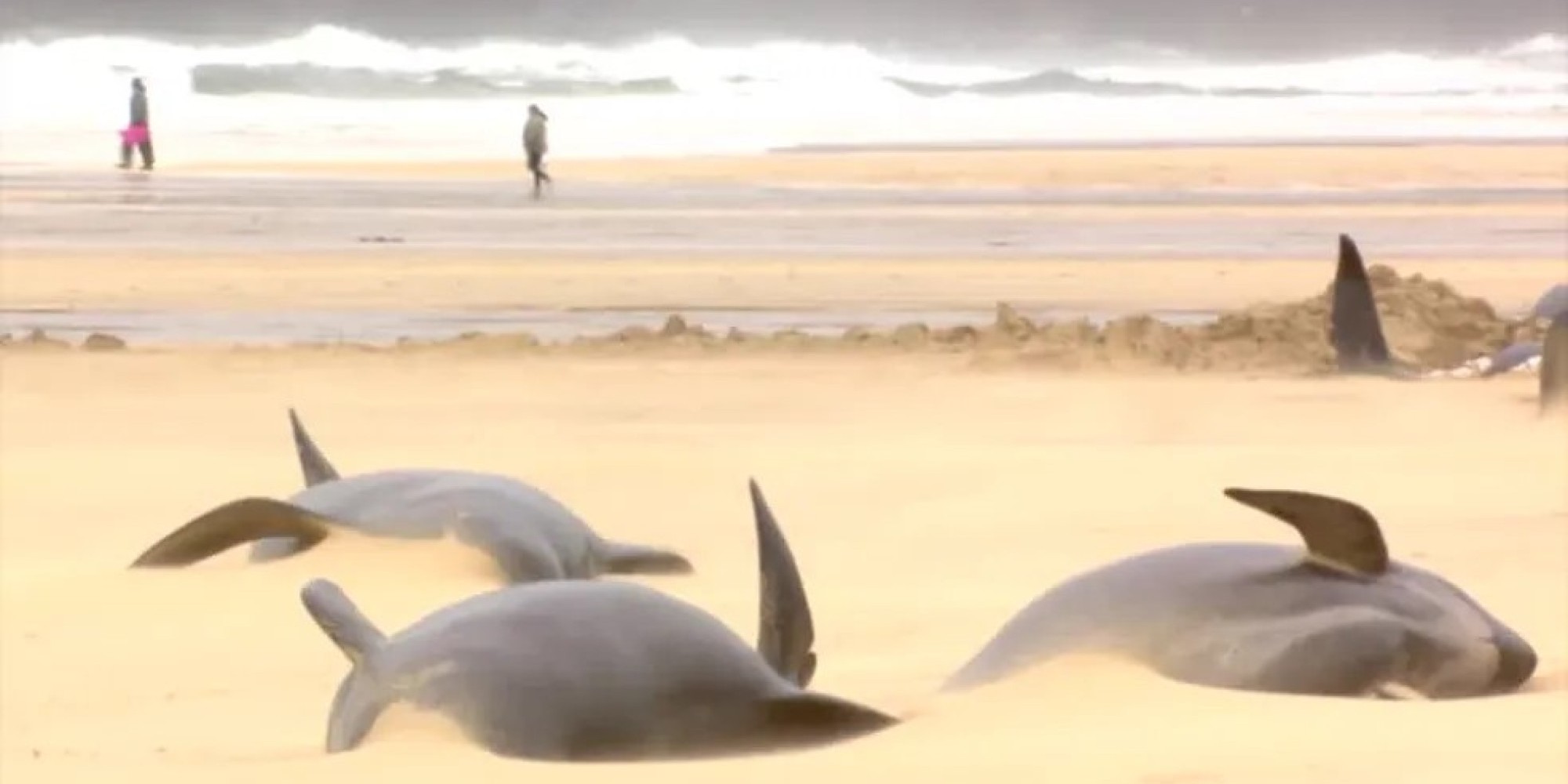 Mais de 50 baleias morrem em praia na Escócia