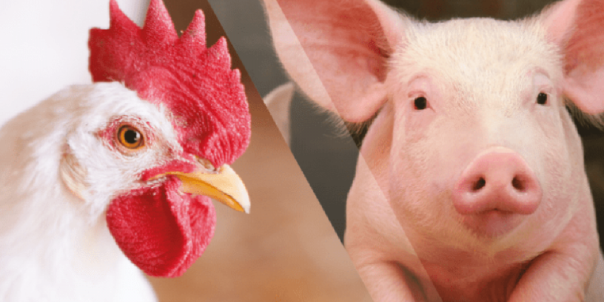 Alimentação tanto de aves como de suínos tiveram alta considerável Alimentação tanto de aves como de suínos tiveram alta considerável