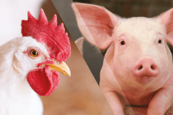 Alimentação tanto de aves como de suínos tiveram alta considerável 