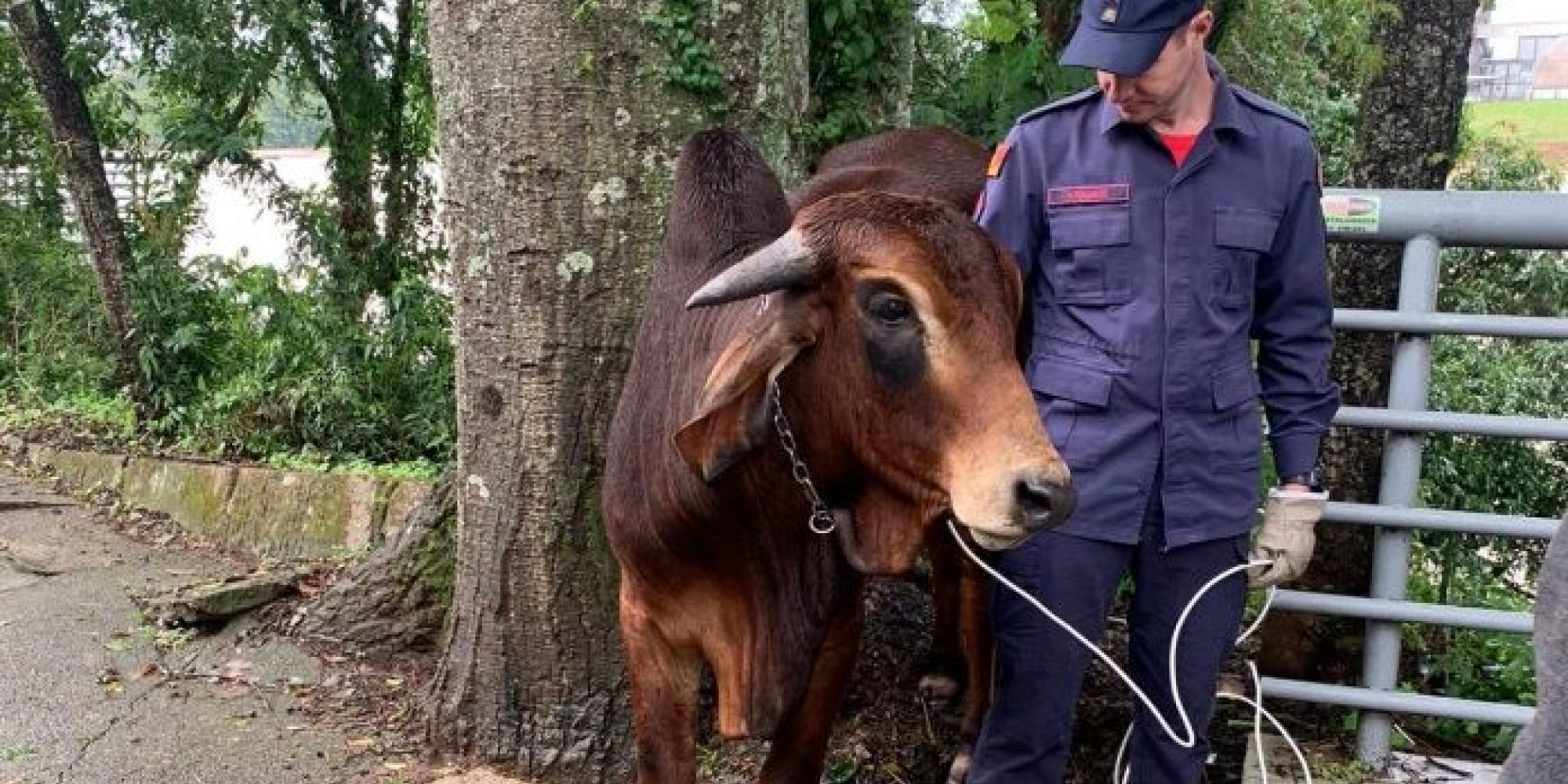 No centro de Lajeado, boi é resgatado do Rio Taquari