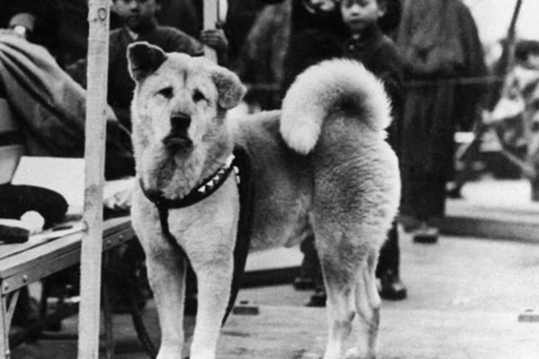 A história do cão 'mais fiel do mundo', que nasceu há 100 anos