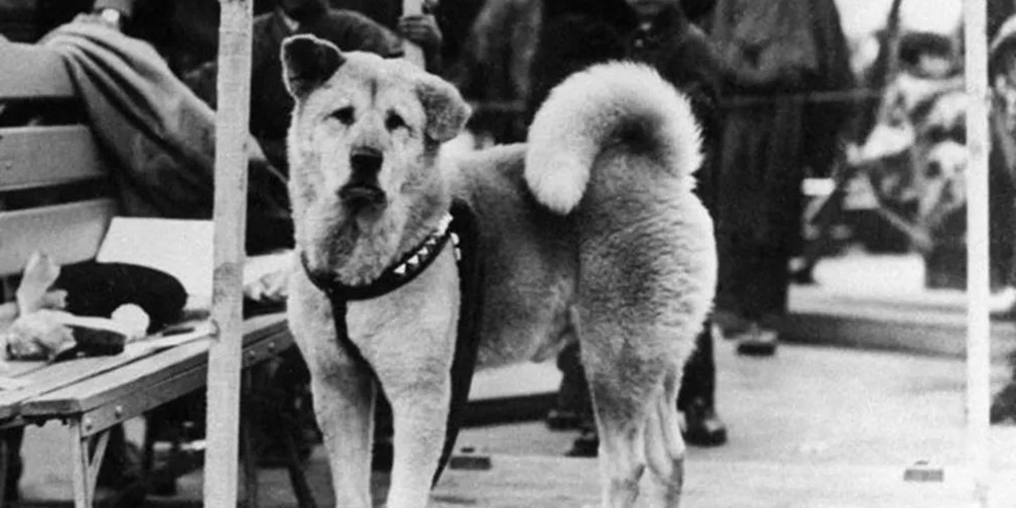 A história do cão 'mais fiel do mundo', que nasceu há 100 anos
