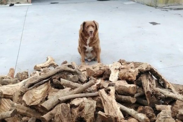 31 anos completa o cachorro mais velho do mundo 