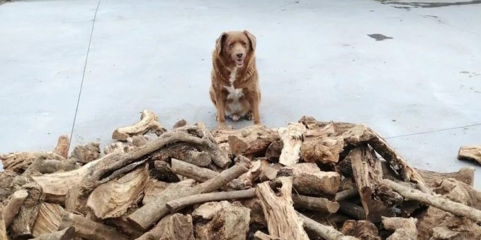 31 anos completa o cachorro mais velho do mundo