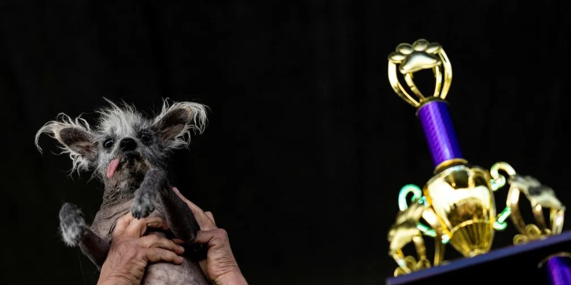 Scooter, um cão de crista chinês de 7 anos, venceu o concurso de cachorro mais feio do mundo