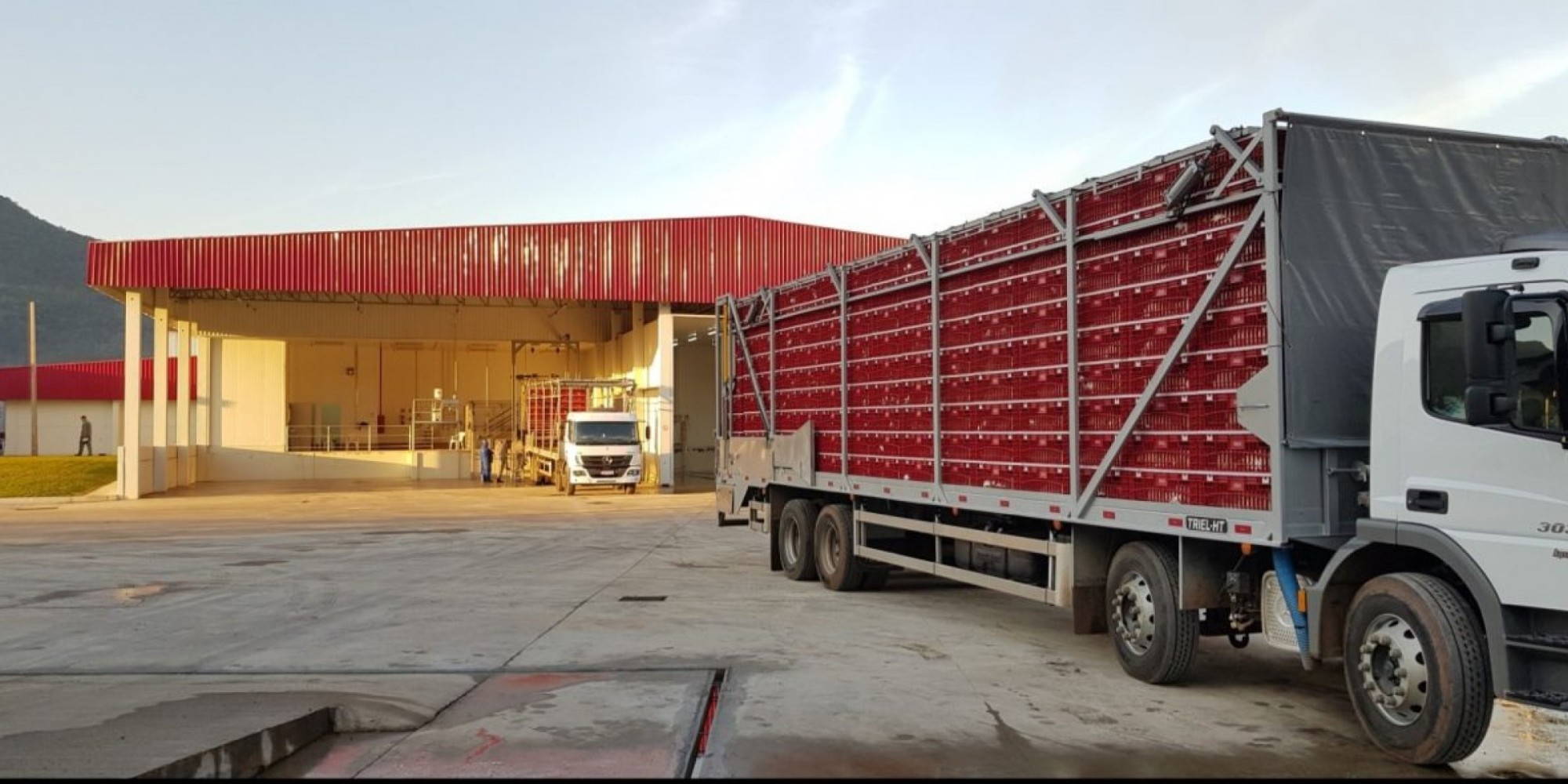 Caminhão com a primeira carga de frango Dália, engordado em núcleo de associados à cooperativa Caminhão com a primeira carga de frango Dália, engordado em núcleo de associados à cooperativa