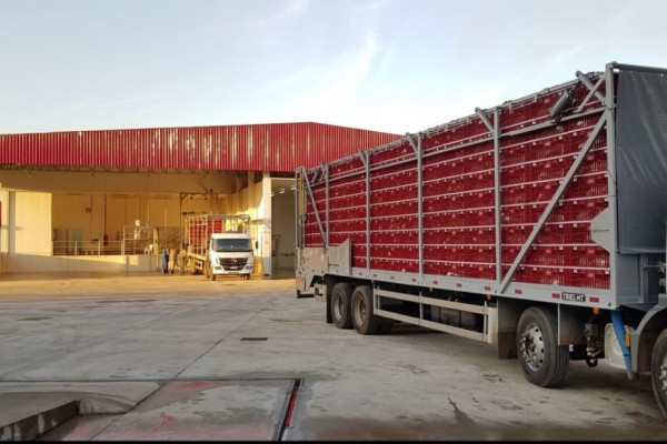 Caminhão com a primeira carga de frango Dália, engordado em núcleo de associados à cooperativa