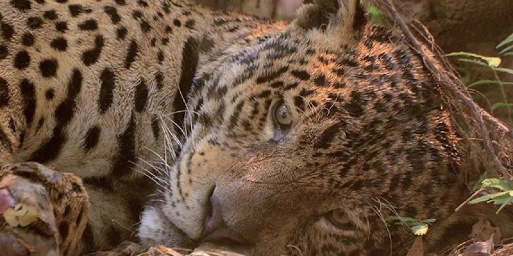O projeto arrecada recursos para espalhar água, comprar alimentos como frutas e milho para os animais em áreas atingidas pelo fogo O projeto arrecada recursos para espalhar água, comprar alimentos como frutas e milho para os animais em áreas atingidas pelo fogo