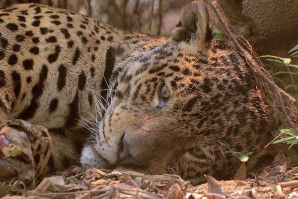 O projeto arrecada recursos para espalhar água, comprar alimentos como frutas e milho para os animais em áreas atingidas pelo fogo