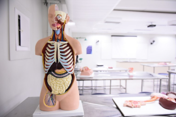  O recurso será utilizado para viabilizar cenários de prática para alunos dos cursos de Medicina