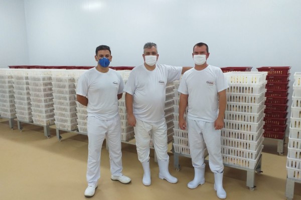 Pintinhos prontos para o transporte até os condomínios