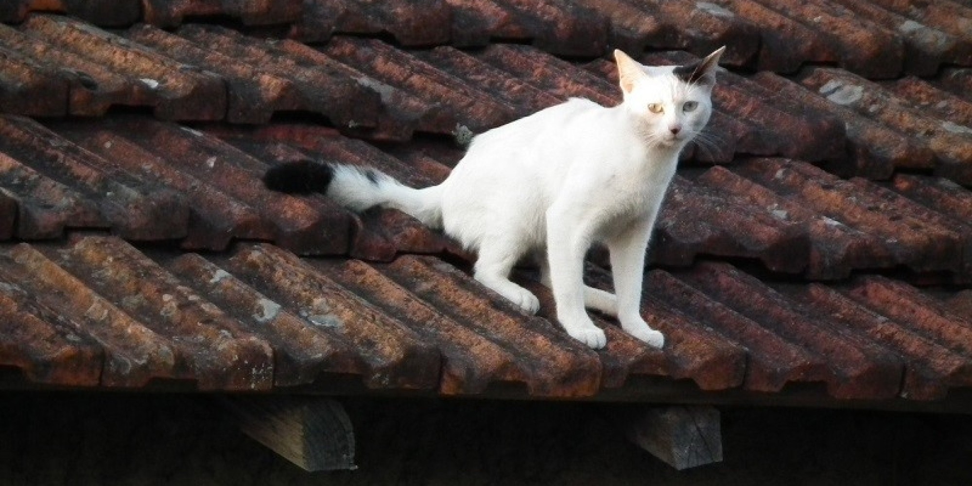 Bombeiros resgatam bichano no telhado de residência