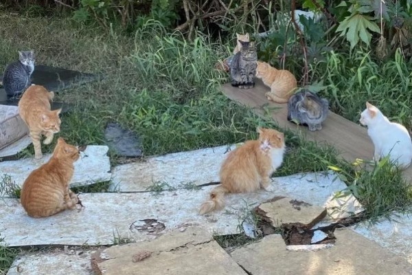 Idoso "por amor" cuida de 180 gatos abandonados