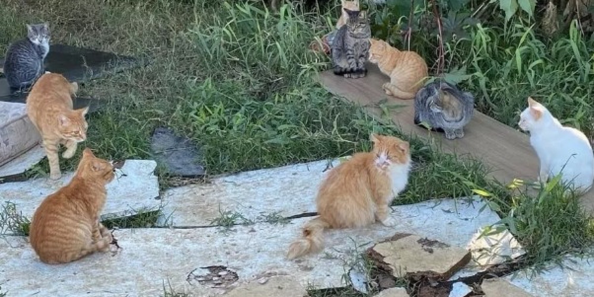 Idoso "por amor" cuida de 180 gatos abandonados