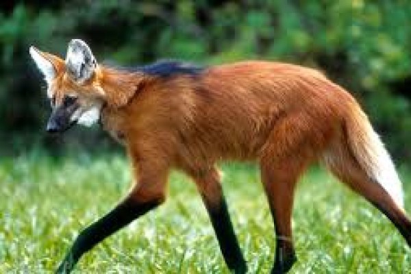 Cédula terá estampada a imagem do lobo-guará
