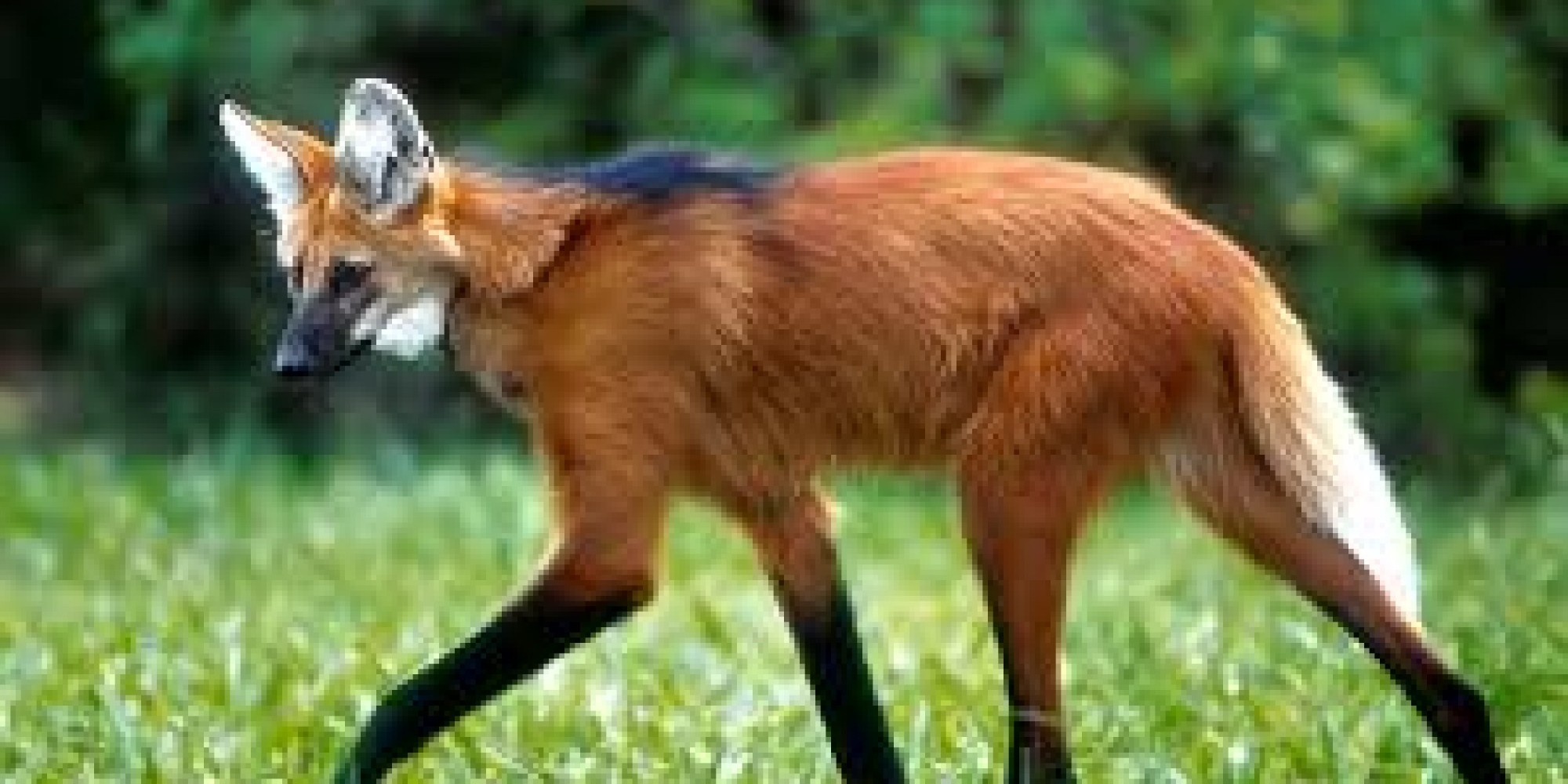 Cédula terá estampada a imagem do lobo-guará Cédula terá estampada a imagem do lobo-guará