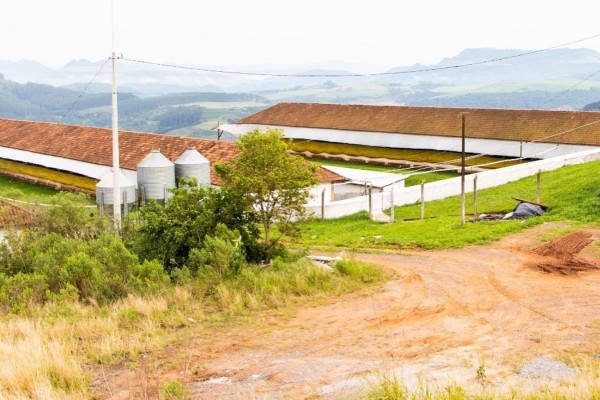 Granja Guaporé destacou-se em 4º lugar no ranking das granjas InGene do Brasil