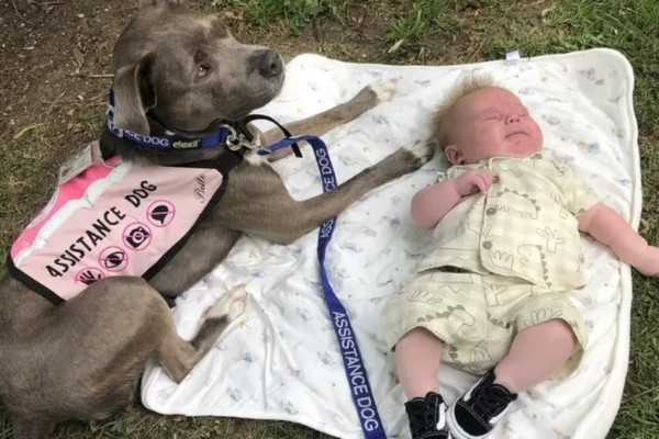 A cadela que ajudou dona com autismo a dar à luz, ganha prêmio de “Pet do ano” no Reino Unido 