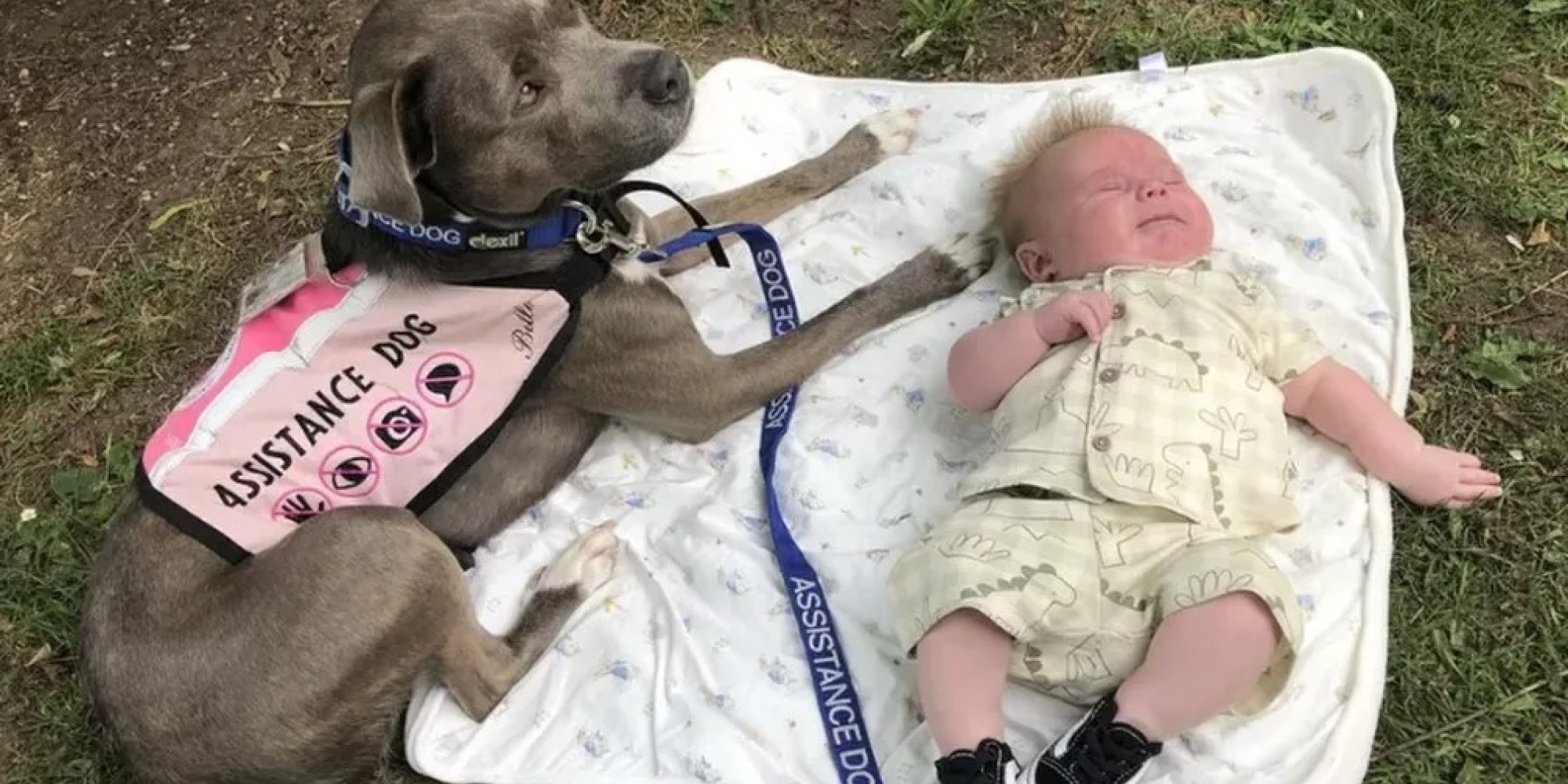 A cadela que ajudou dona com autismo a dar à luz, ganha prêmio de “Pet do ano” no Reino Unido 