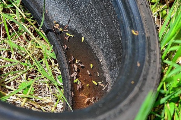  O Ministério da Saúde alerta que é importante manter a higiene e evitar água parada todos os dias